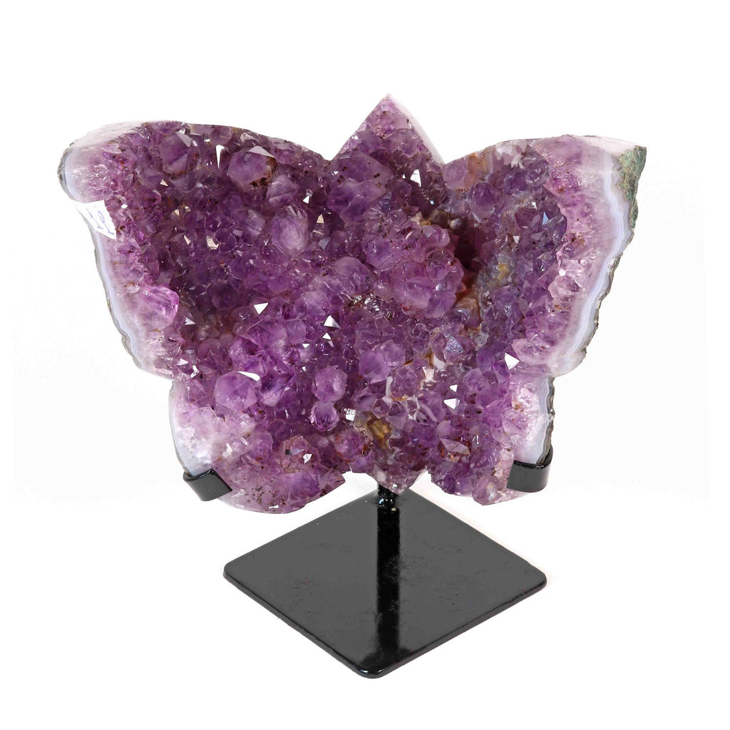 Amethyst Schmetterling auf Display