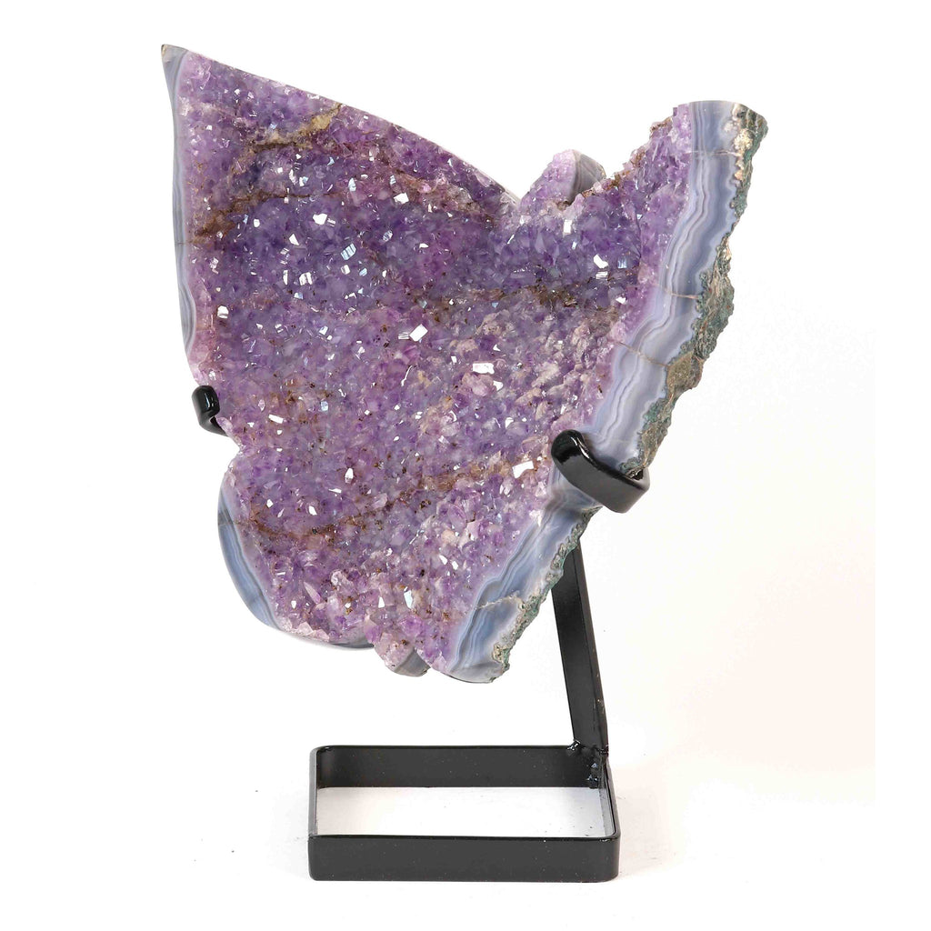 Amethyst Schmetterling auf Display