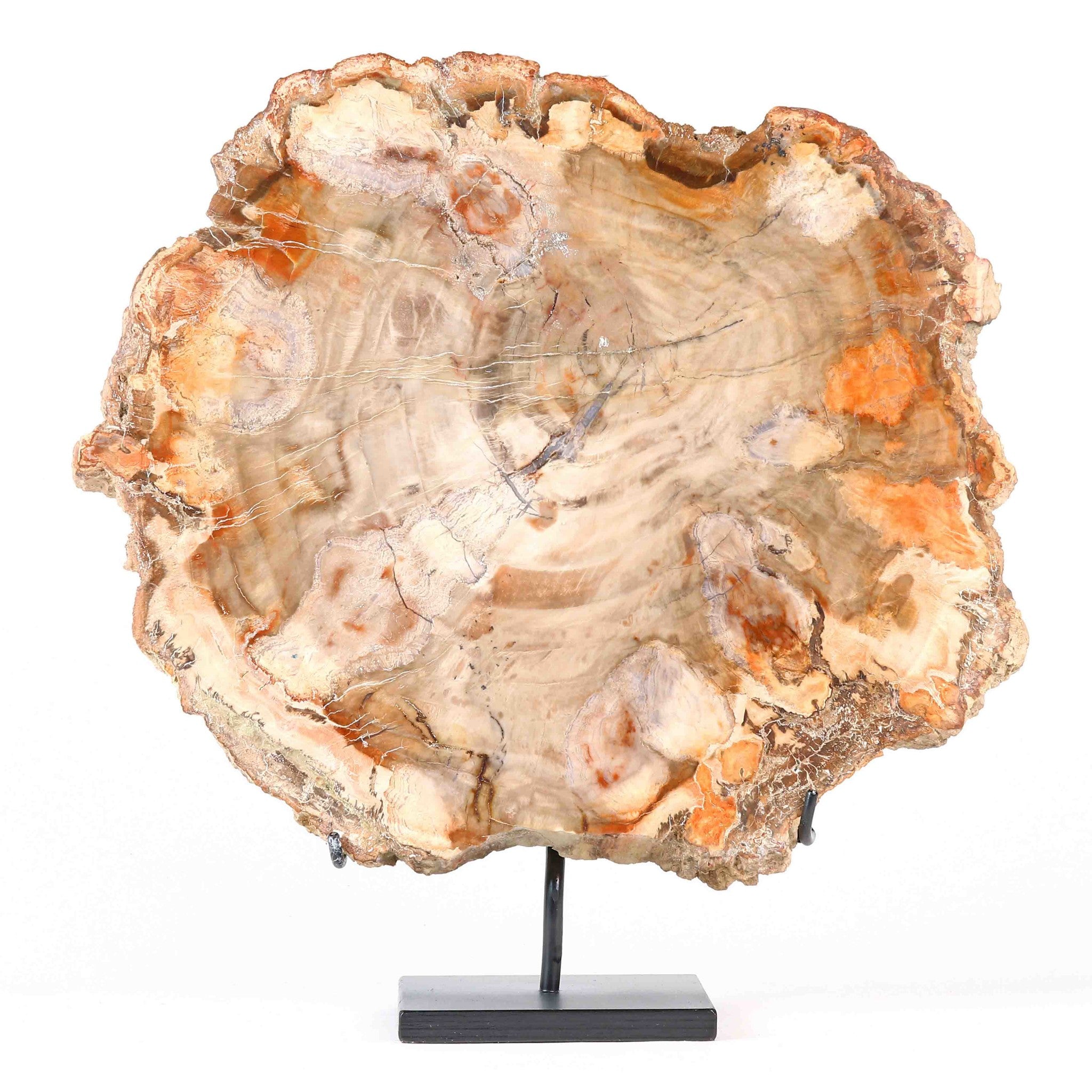 Slice of Petrified Wood. Formed 200 millions years ago. island of Madagascar