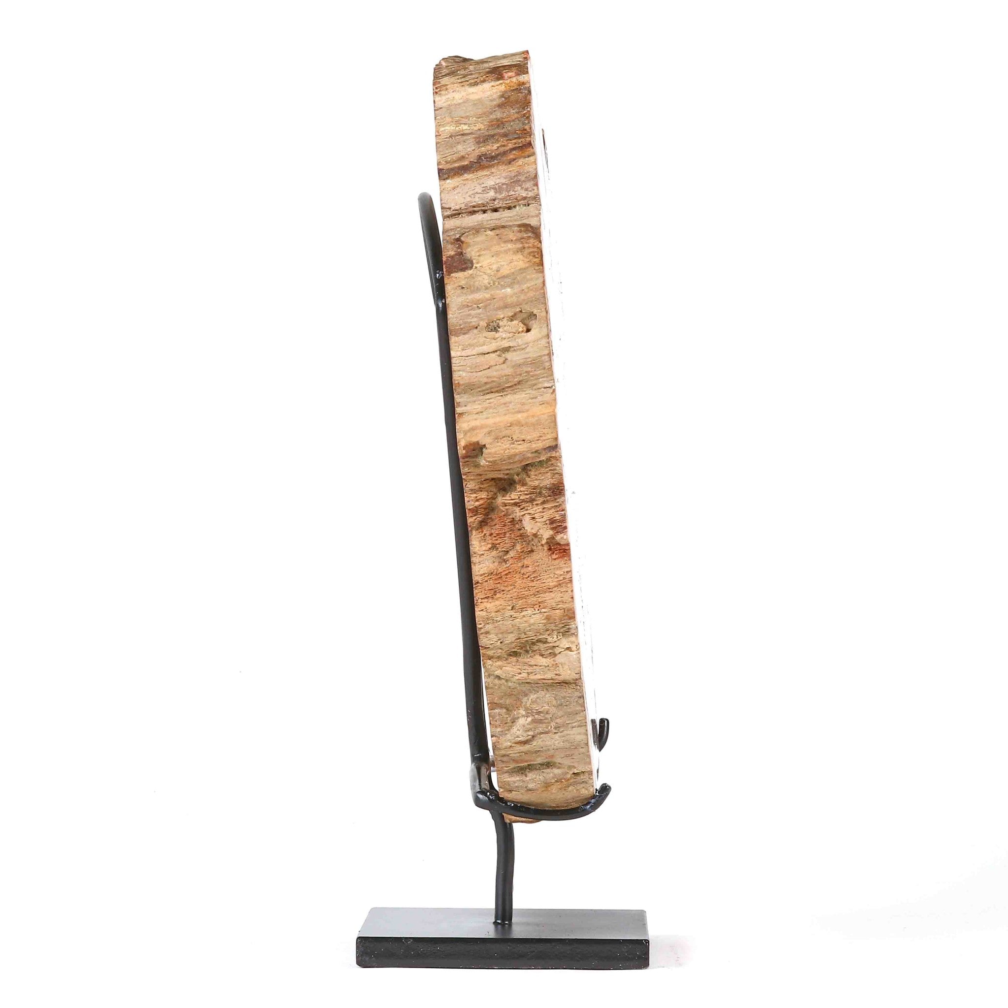 Slice of Petrified Wood. Formed 200 millions years ago. island of Madagascar
