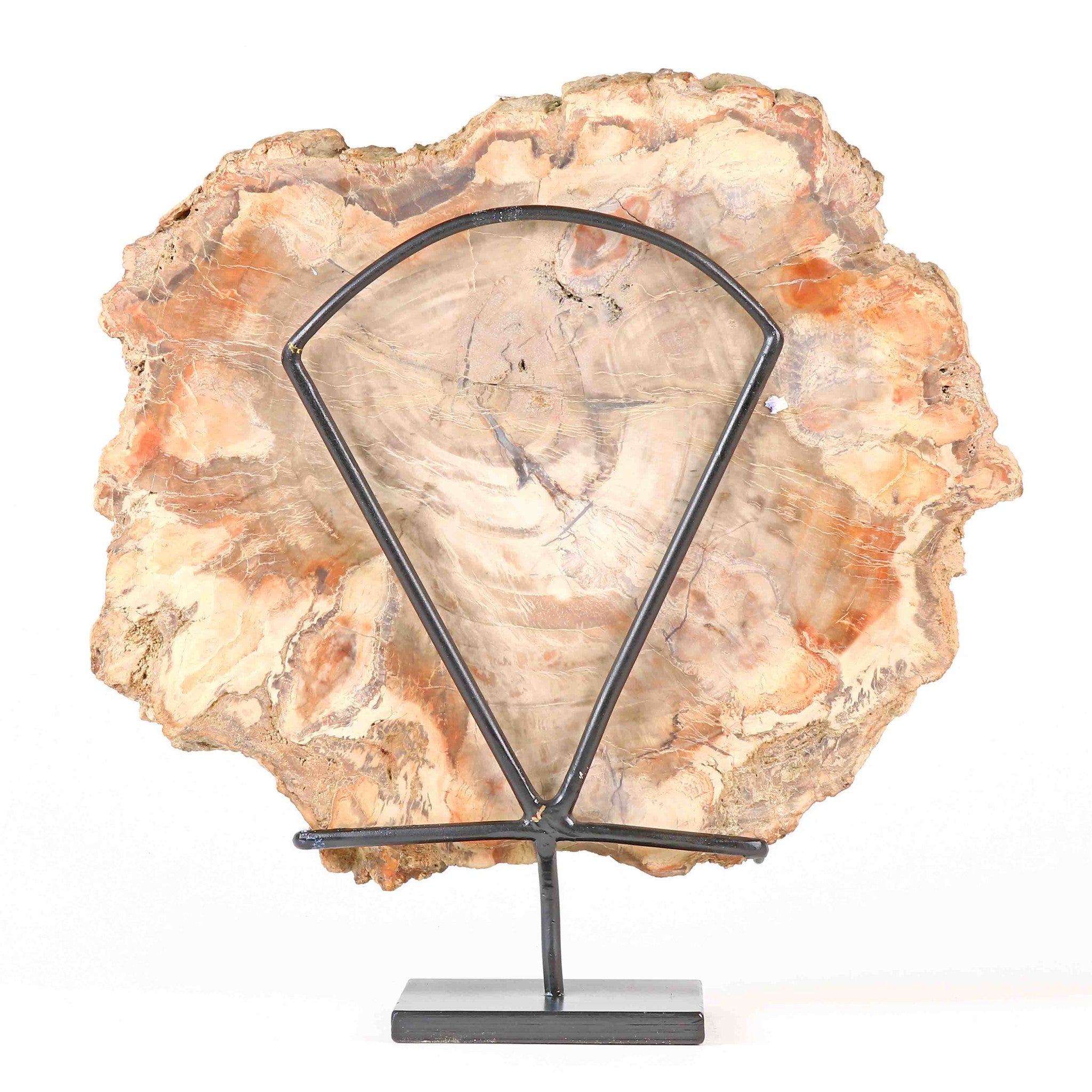 Slice of Petrified Wood. Formed 200 millions years ago. island of Madagascar