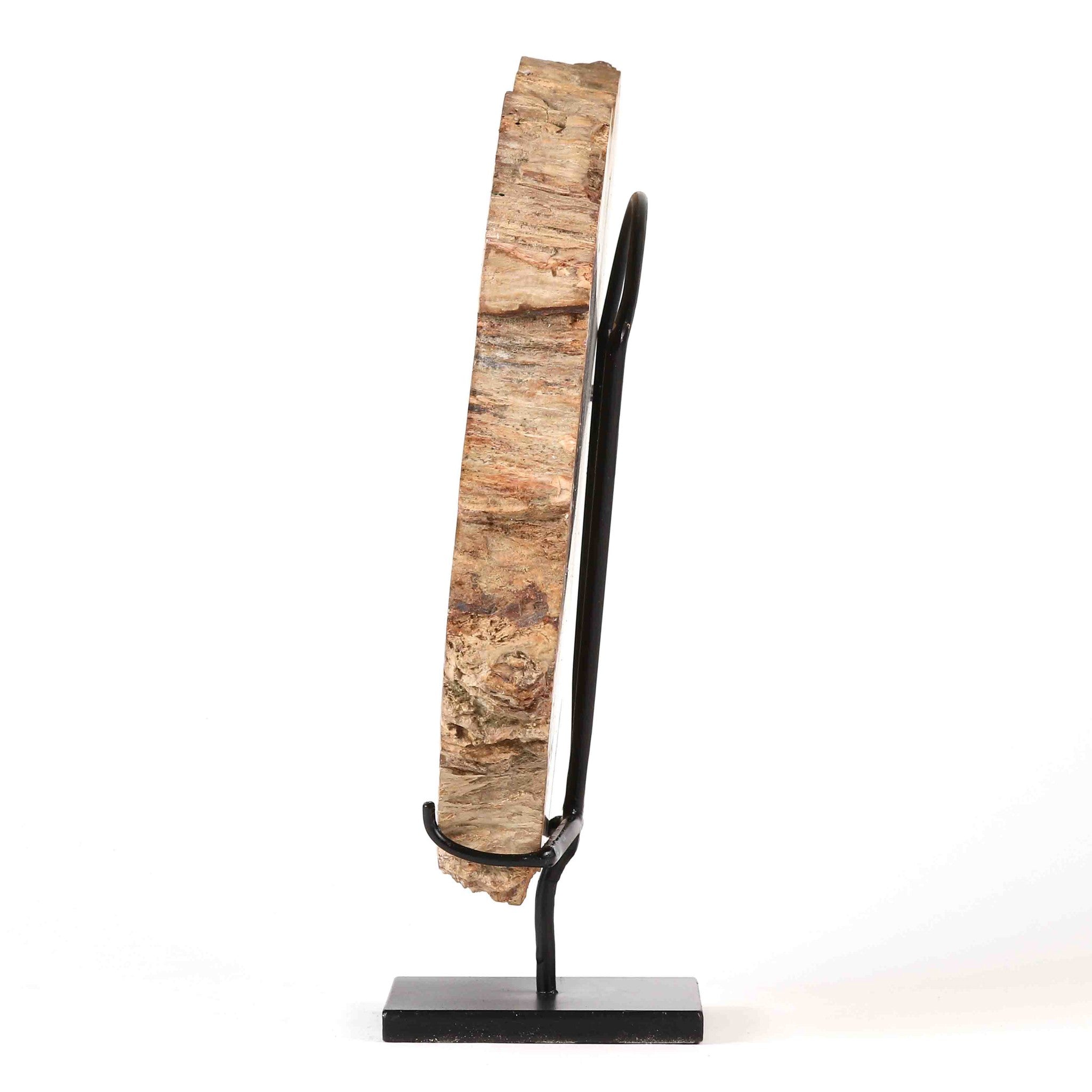 Slice of Petrified Wood. Formed 200 millions years ago. island of Madagascar