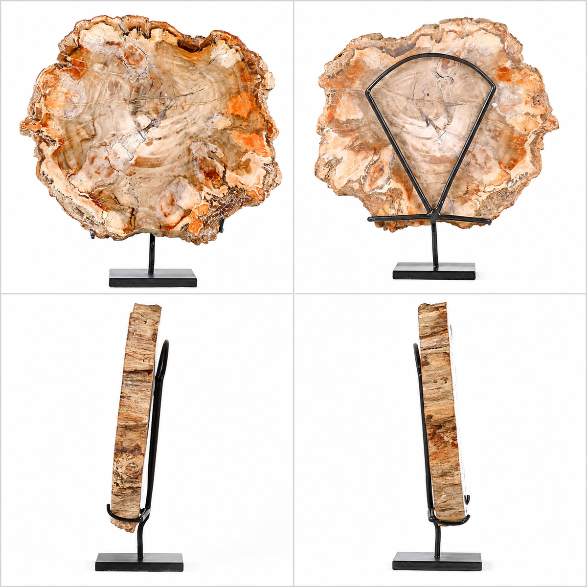 Slice of Petrified Wood. Formed 200 millions years ago. Island of Madagascar