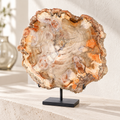 Slice of Petrified Wood. Formed 200 millions years ago. Island of Madagascar