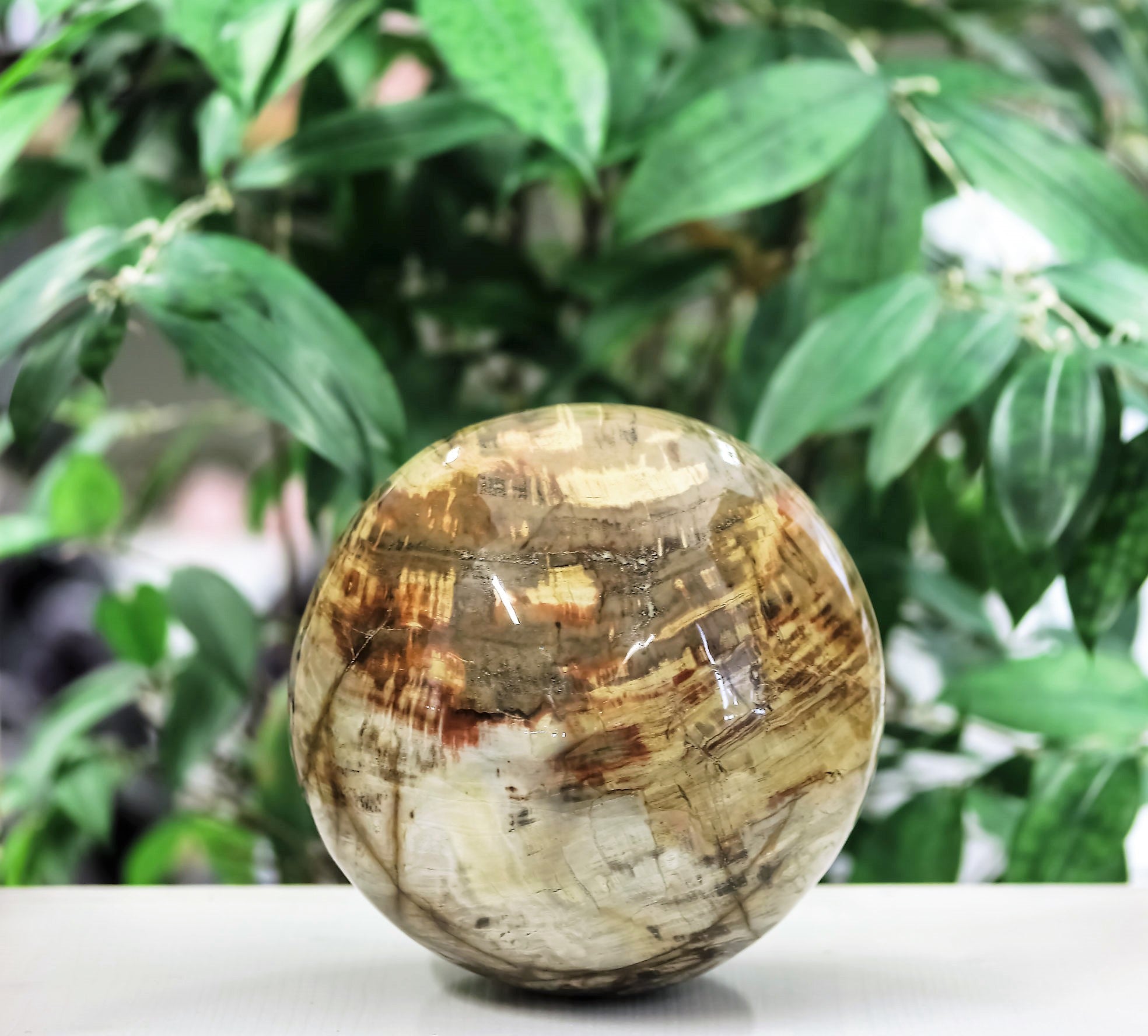 Versteinertes Holz Kugeln 18cm (Madagaskar)